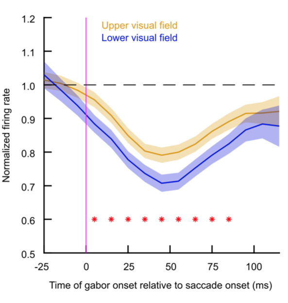 Visual Performance Review Peri-saccadic visual performance and neural sensitivity are higher in ...